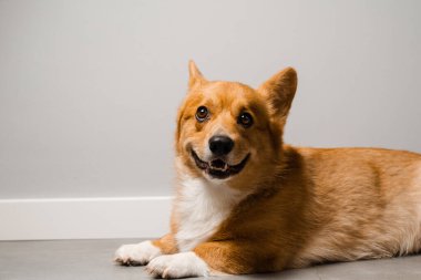 Happy dog Welsh Corgi Pembroke is sitting on the floor at home and smile. Lifestyle with domestic pet