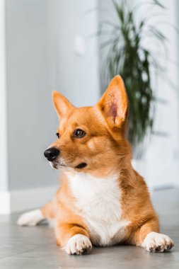 Cute Welsh Corgi Pembroke dog lay and chill on the floor at home and smile. Lifestyle of domestic pet