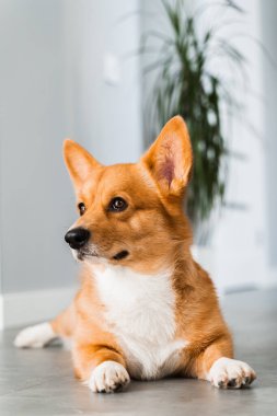 Happy dog Welsh Corgi Pembroke is sitting on the floor at home and smile. Lifestyle with domestic pet