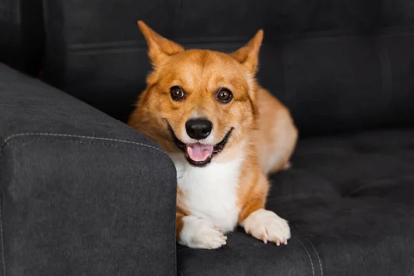 Lovely Welsh Corgi Pembroke Dog Sit Sofa Home Lifestyle Domestic — Stok fotoğraf