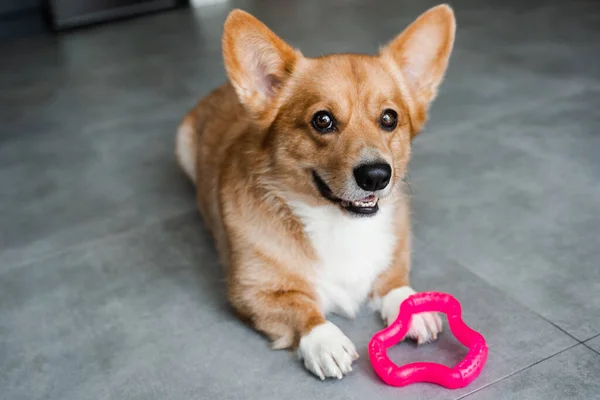 Playful Welsh Corgi Pembroke Dog Ready Play His Toy Home — 스톡 사진