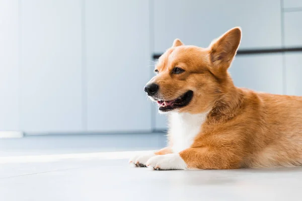 Cute Welsh Corgi Pembroke Dog Chill Floor Home Smile Lifestyle — Zdjęcie stockowe