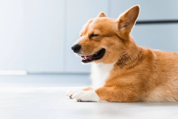 Cute Welsh Corgi Pembroke Dog Chill Floor Home Smile Lifestyle — Stok fotoğraf