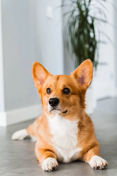 Cute Welsh Corgi Pembroke Dog Lay Chill Floor Home Smile — 스톡 사진