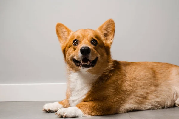 Χαρούμενο Σκυλί Welsh Corgi Pembroke Κάθεται Στο Πάτωμα Στο Σπίτι — Φωτογραφία Αρχείου