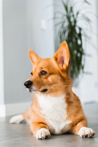 Cute Welsh Corgi Pembroke Dog Lay Chill Floor Home Smile — Foto Stock