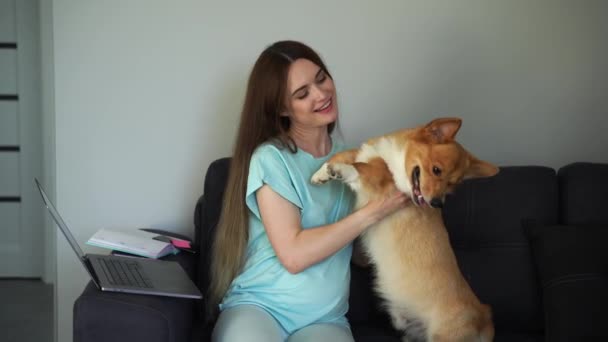 Вагітна Жінка Коргі Собакою Працює Інтернеті Ноутбуком Під Час Вагітності — стокове відео