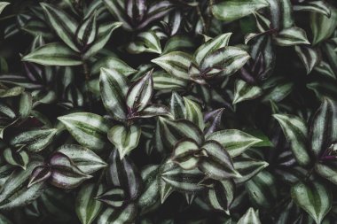 yeşil yapraklar arkaplan, kapat