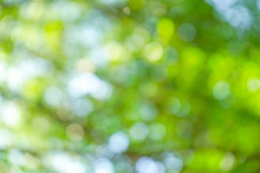 Doğa parkında yeşil yapraklar. Bokeh ile soyut arkaplan