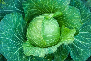 lahana yaprakları, bitki örtüsü ve yapraklar.