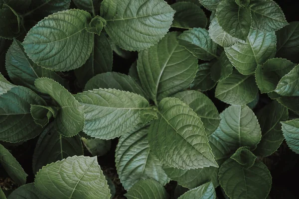Zelené Listy Rostliny Zahradě — Stock fotografie