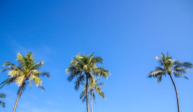 Mavi gökyüzü arka planında palmiye ağaçları