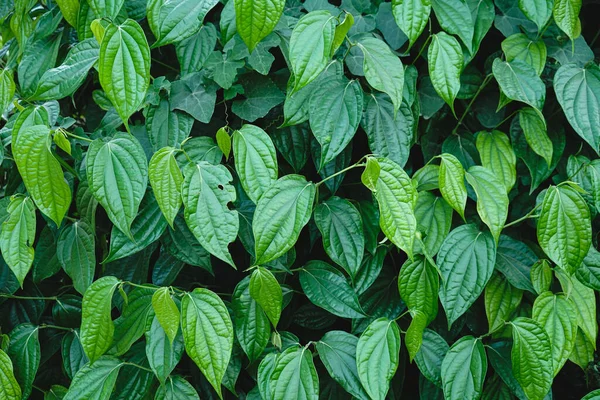 Bahçedeki bir bitkinin yeşil yaprakları