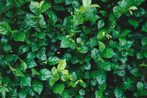 Hojas Verdes Suelo — Foto de Stock