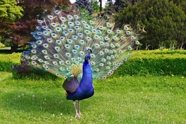 Portrait of peacock with feathers out — Stock Photo, Image