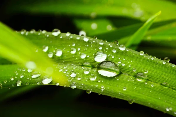 Wassertropfen sitzen auf einem grünen Blatt — Stockfoto