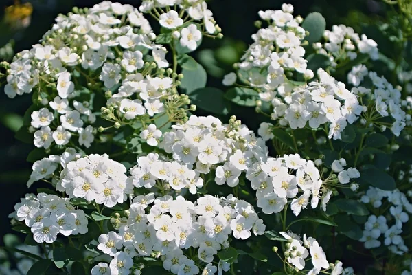 Flores brancas bonitas florescendo em um jardim — Fotografia de Stock