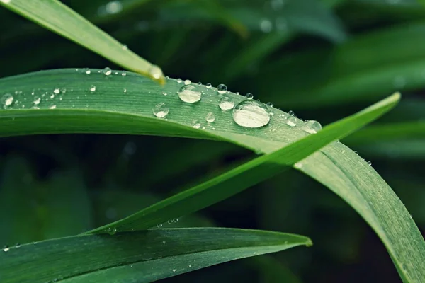 Nahaufnahme des Wassertropfens auf der Pflanze — Stockfoto
