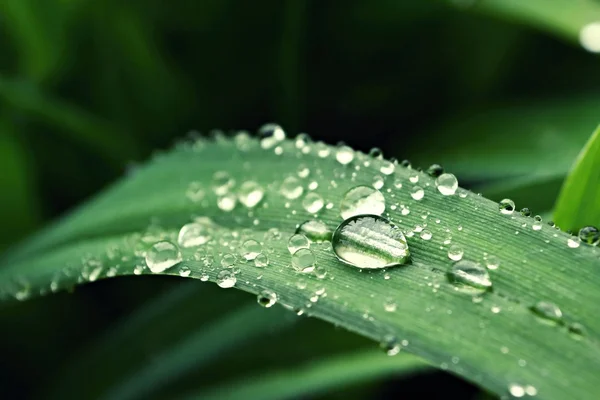 Close-up van de druppel water op plant Stockfoto