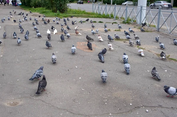 Una bandada de palomas está sentada sobre el asfalto — Foto de Stock