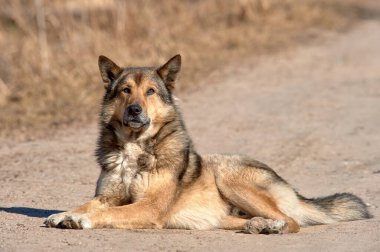 Tüylü bir köpek güneşli bir günde yolda yatıyor.