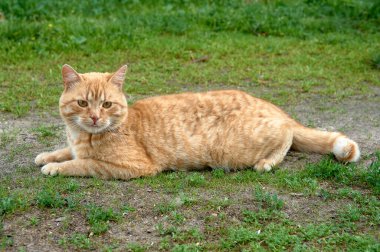 Kızıl bir kedi yeşil çimlerin üzerinde yatıyor.