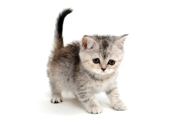 Серый пушистый котенок сидит на белом изолированном фоне — стоковое фото
