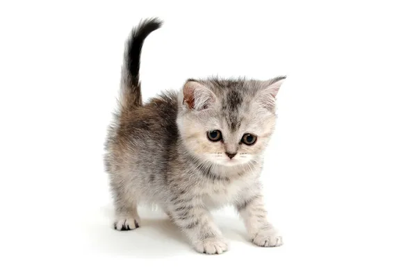 Gri safkan, tüylü bir kedi yavrusu beyaz, soyutlanmış bir arka planda oturur.