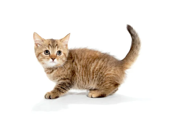 Jengibre rayas pura raza gato, va a un blanco aislado fondo —  Fotos de Stock
