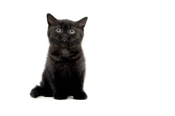 Черный пародийный котёнок сидит на белом изолированном фото — стоковое фото