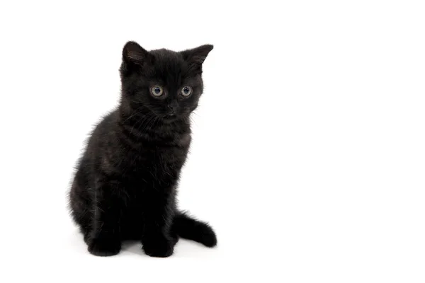 Preto paródia gatinho sentado no branco isolado foto — Fotografia de Stock