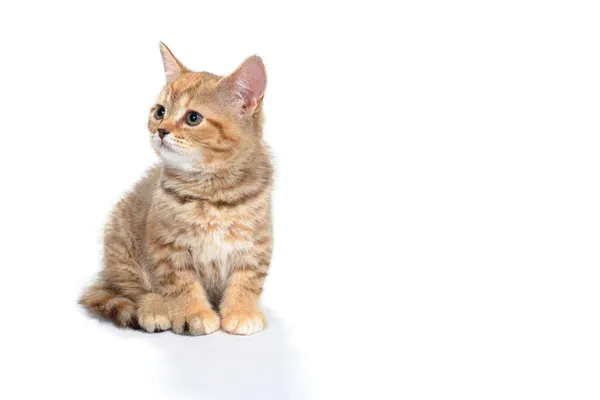 Gengibre listrado puro gato sentado no branco isolado fundo — Fotografia de Stock