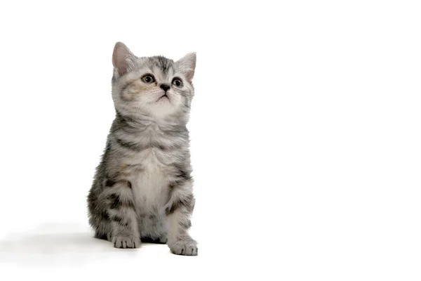 Gri safkan, tüylü bir kedi yavrusu beyaz, soyutlanmış bir arka planda oturur.