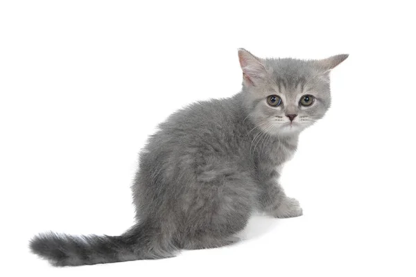 Un gatito peludo de raza pura gris se sienta sobre un fondo blanco aislado — Foto de Stock