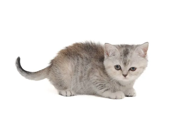 Tabby purebred kitten sits on a white isolated background — Stock Photo, Image