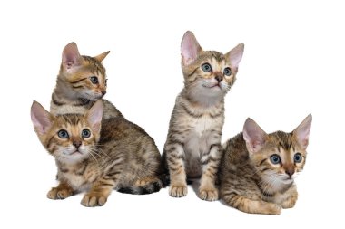 Dört çizgili safkan kedi yavrusu beyaz bir arka planda oturuyorlar.