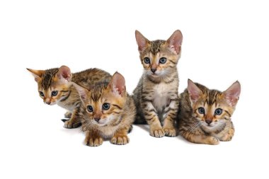 Dört çizgili safkan kedi yavrusu beyaz bir arka planda oturuyorlar.