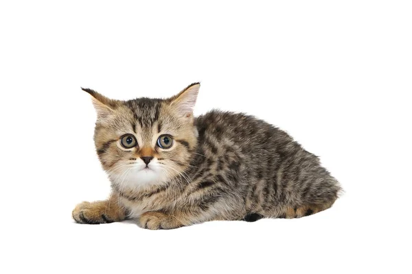 A gray purebred kitten sits on a white isolated background — Stock Photo, Image