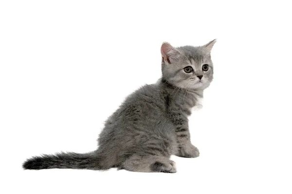 一只灰色纯毛的小猫坐在一个白色孤立的背景上 — 图库照片