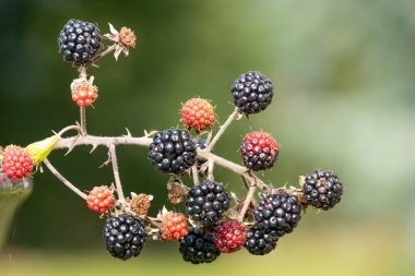 Bir demet böğürtlen yakın