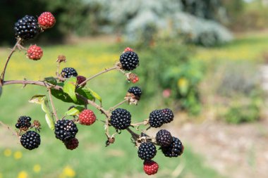 Bir demet böğürtlen yakın