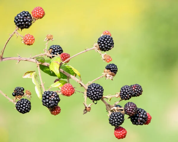 Close Bunch Blackberries — Stock Photo, Image