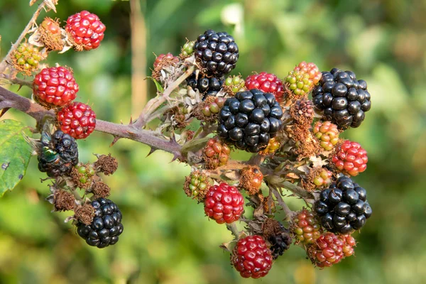 Close Bunch Blackberries — Stock Photo, Image