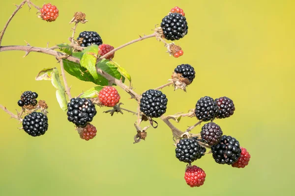 Close Bunch Blackberries — Stock Photo, Image