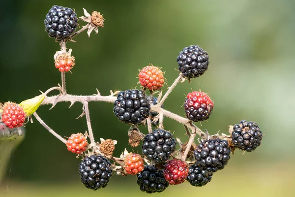 Close Bunch Blackberries — Stock Photo, Image