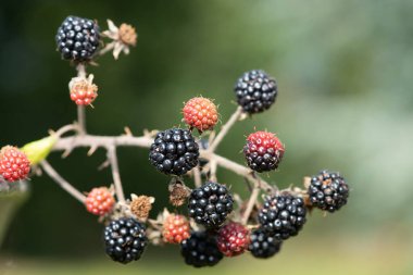 Bir demet böğürtlen yakın