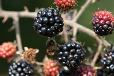 Bir demet böğürtlen yakın