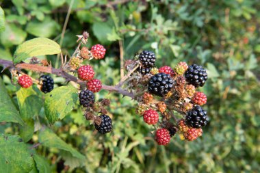 Bir demet böğürtlen yakın