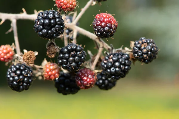 Close Bunch Blackberries — Stock Photo, Image