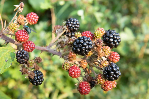 Close Bunch Blackberries — Stock Photo, Image